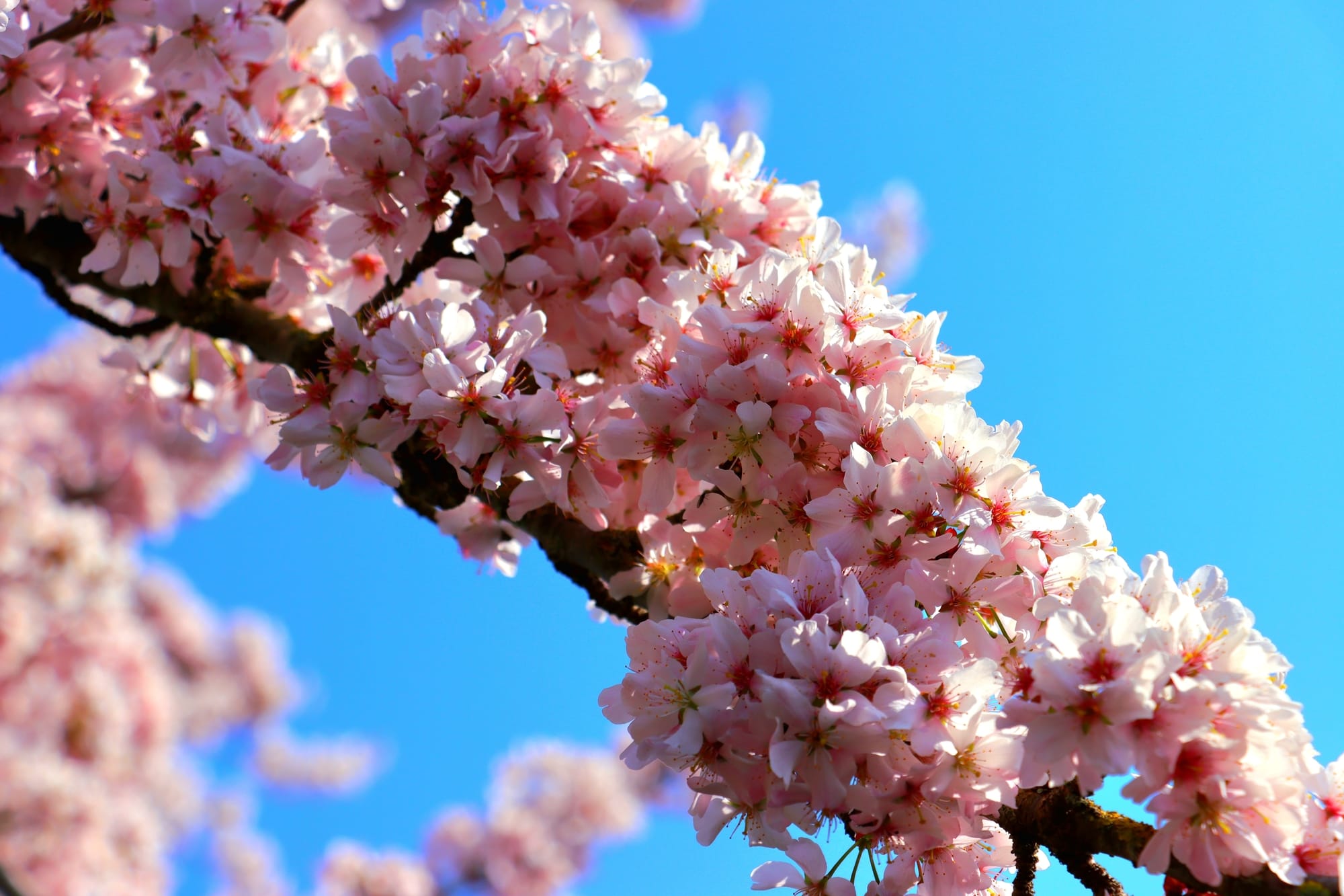 welkom-in-druten-bloesem